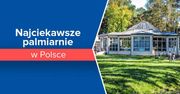 Najciekawsze palmiarnie w Polsce