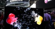 LG: telewizory OLED (wreszcie) na długie lata