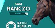 Ważna akcja Electronic Arts. Kup skarpety z The Sims 4, by pomóc koniom