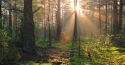 Bliżyńskie Lasy Naturalne - nowy rezerwat przyrody. Dlaczego warto je zobaczyć?