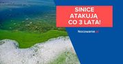 Sinice atakują co 3 lata! Dowiedz się więcej
