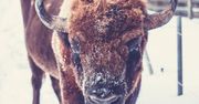 Pokazowa zagroda żubrów w okolicach Krajewa. Zupełnie nowe miejsce dla turystów