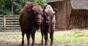 Żubry Bieszczady - odwiedź wyjątkową rodzinną atrakcję!