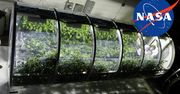 Rośliny antysmogowe, a badania NASA