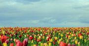 Jadwigów - najpiękniejsza wieś z tulipanami. Przyciąga turystów z całego świata