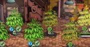 Gameplay z polskiej gry o uprawie marihuany - Weedcraft Inc
