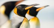 Od początku, raz jeszcze. Nowy Linux otwiera kolejny rozdział