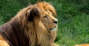 Największe zoo w Polsce – jedna z najciekawszych atrakcji Trójmiasta