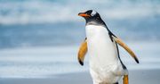 Pingwinek pręży muskuły. Nowy Linux już dostępny