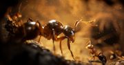 Zwiastun gry Empire of the Ants. Można oglądać bez końca