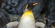 Nowy Linux już tu jest. Z czym do nas przychodzi?