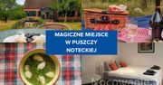Magiczne miejsce w Puszczy Noteckiej. Poznaj Siedlisko Zaśpiew