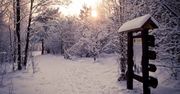 Kampinoski Park Narodowy. Co robić tu zimą?