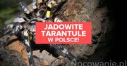 Jadowite tarantule w Polsce. Czy jest się czego obawiać?