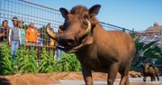 Planet Zoo kusi kolejnym zwiastunem, a twórcy zapowiadają beta testy