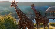 Planet Zoo wygląda naprawdę dobrze - gameplay z E3 2019