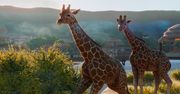 Planet Zoo wygląda świetnie - twórcy pokazali solidny gameplay