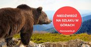 Wyjazd w góry. Co zrobić, gdy spotkasz niedźwiedzia na szlaku?