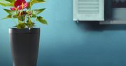 Parrot Pot czyli inteligentna… doniczka