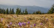 W poszukiwaniu krokusów w Beskidach - propozycje jednodniowych wycieczek
