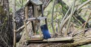 Po co Polakom smartfon? Zastosowania bywają śmieszne, ale po chwili zastanowienia nabierają sensu