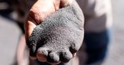 Zmodyfikowane robaki przekształcą CO2 w pokarm dla ludzi i zwierząt