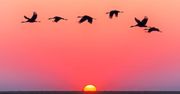 Birdwatching - nowy trend w polskiej turystyce. Gdzie go praktykować?