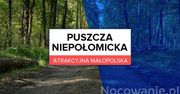 Atrakcyjna Małopolska: Puszcza Niepołomicka