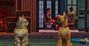 The Sims 4: Psy i koty – simsy spadają na cztery łapy