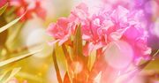 Pogoda na maj 2016