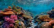 Katastrofa ekologiczna u wybrzeży Australii Zachodniej – rafy koralowe w stanie krytycznym po rekordowej fali upałów morskich