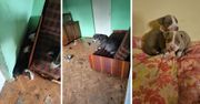 Dramatyczna interwencja: 11 szczeniaków wraz ze swoimi psimi rodzicami odebrano z koszmarnych warunków!