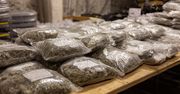 Marihuana warta fortunę przejęta przez policję. Potężny cios w narkotykowy biznes