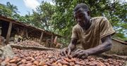 Czekolada drożeje – plantatorzy kakao głodują. W Ghanie i na Wybrzeżu Kości Słoniowej dramat bez wypłat za zbiory