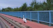 Ranny łabędź spacerował po Moście Solidarności