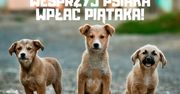 Wesprzyj Psiaka – Wpłać Piątaka już w ten piątek