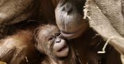 Historyczne narodziny w Łodzi. Pierwszy orangutan sumatrzański w Polsce przyszedł na świat
