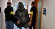 Policjanci z Płocka odzyskali skradzionego goryla!