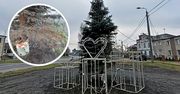 Mała i sucha choinka w Osieku? Mieszkańcy są zawiedzeni