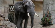 Słoń Leon ze stołecznego zoo świętuje 24. urodziny