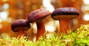 Wysyp grzybów w lasach - co trzeba wiedzieć?