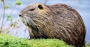 Rezygnacja z odstrzału bobrów. Gmina stawia na ochronę przyrody i dialog z mieszkańcami