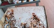Miliony nielegalnych papierosów i powiązania z pseudokibicami. Rozbita grupa przestępcza na Lubelszczyźnie