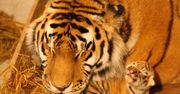 W ZOO Płock można podglądać jak rosną małe tygryski syberyjskie!