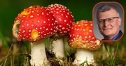Czerwone muchomory wciąż kuszą. Chętnych i głupich na nie nie brakuje