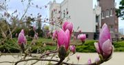 Magnolie w Arboretum Kórnickim — wiosenny spektakl natury, który musisz zobaczyć!