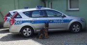 Ostrowieccy policjanci zatrzymali 18-latka. Pomógł w tym policyjny pies służbowy wyspecjalizowany w wyszukiwaniu narkotyków.