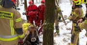 Nowe Worowo: Strażacy uratowali krowę, która wpadła do bagna
