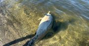 Martwy delfin na plaży nad Zalewem Szczecińskim. Coraz więcej waleni w Bałtyku