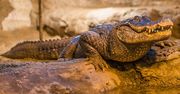Aligator Marta – najstarsze zwierzę w europejskich ogrodach zoologicznych